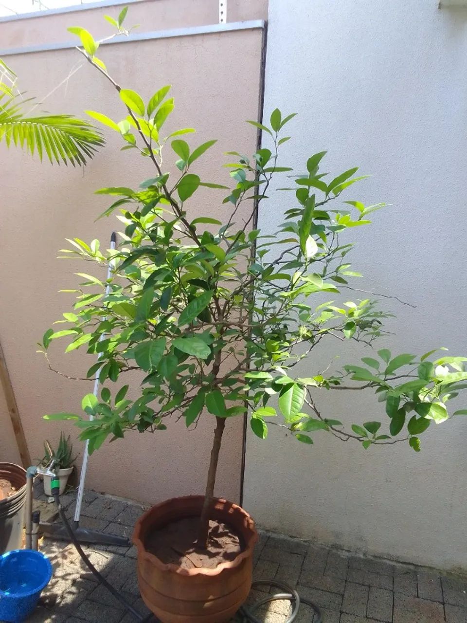 Vendo muda limão rosa - Foto 3