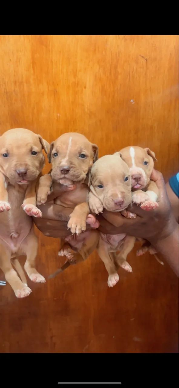 Vendo filhote de pitbull  - Foto 2