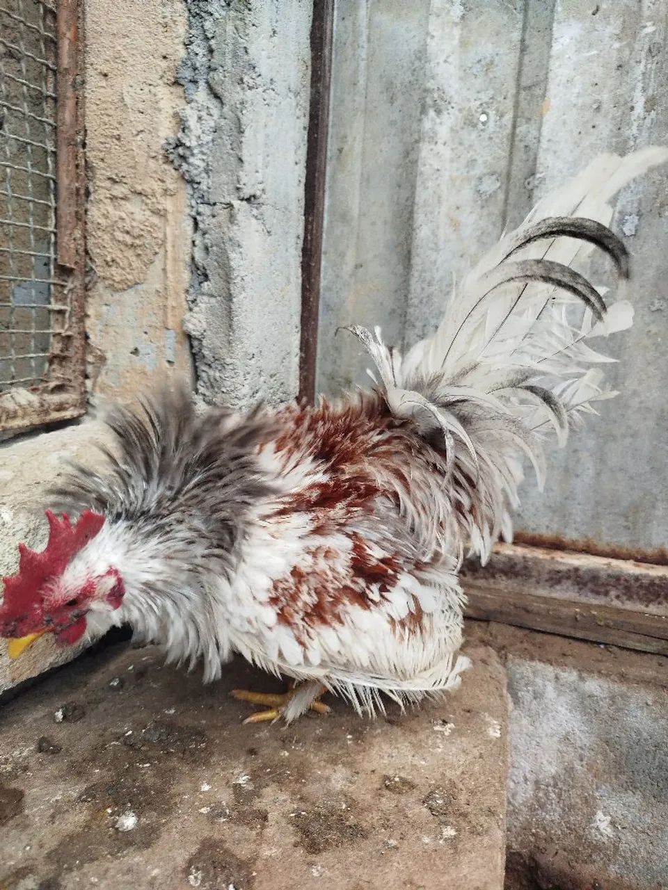 Galinze macho  - Foto 2