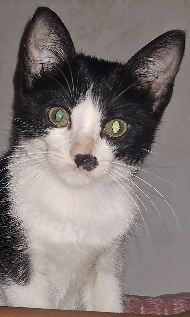 Doação de uma gata  - Foto 3