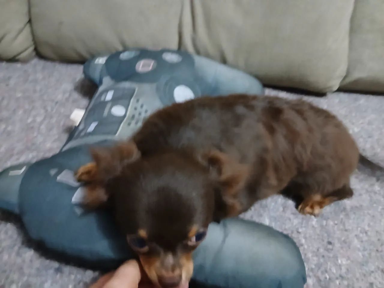 Chihuahua pelo longo - Foto 3