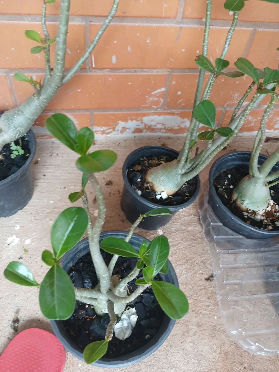 Vendo tudo por 100 Reais  - Foto 3
