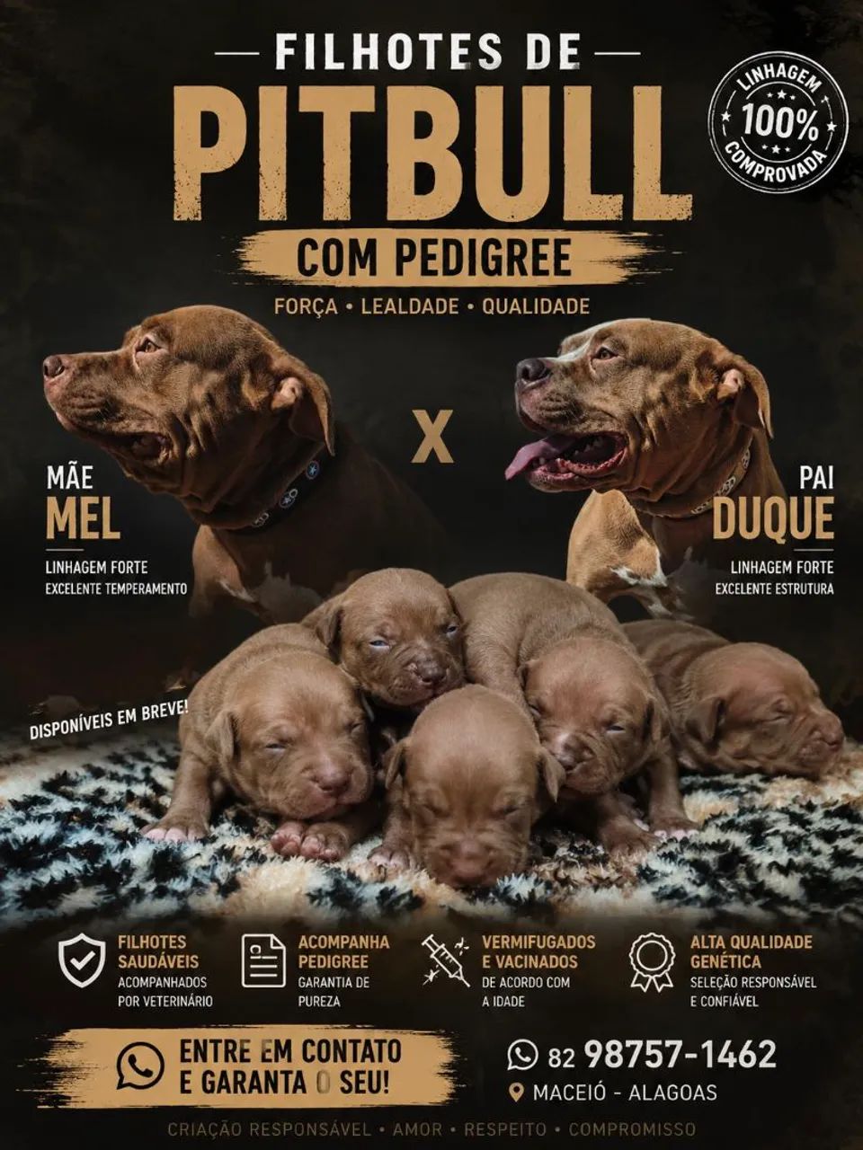 Filhotes de Pitbull 