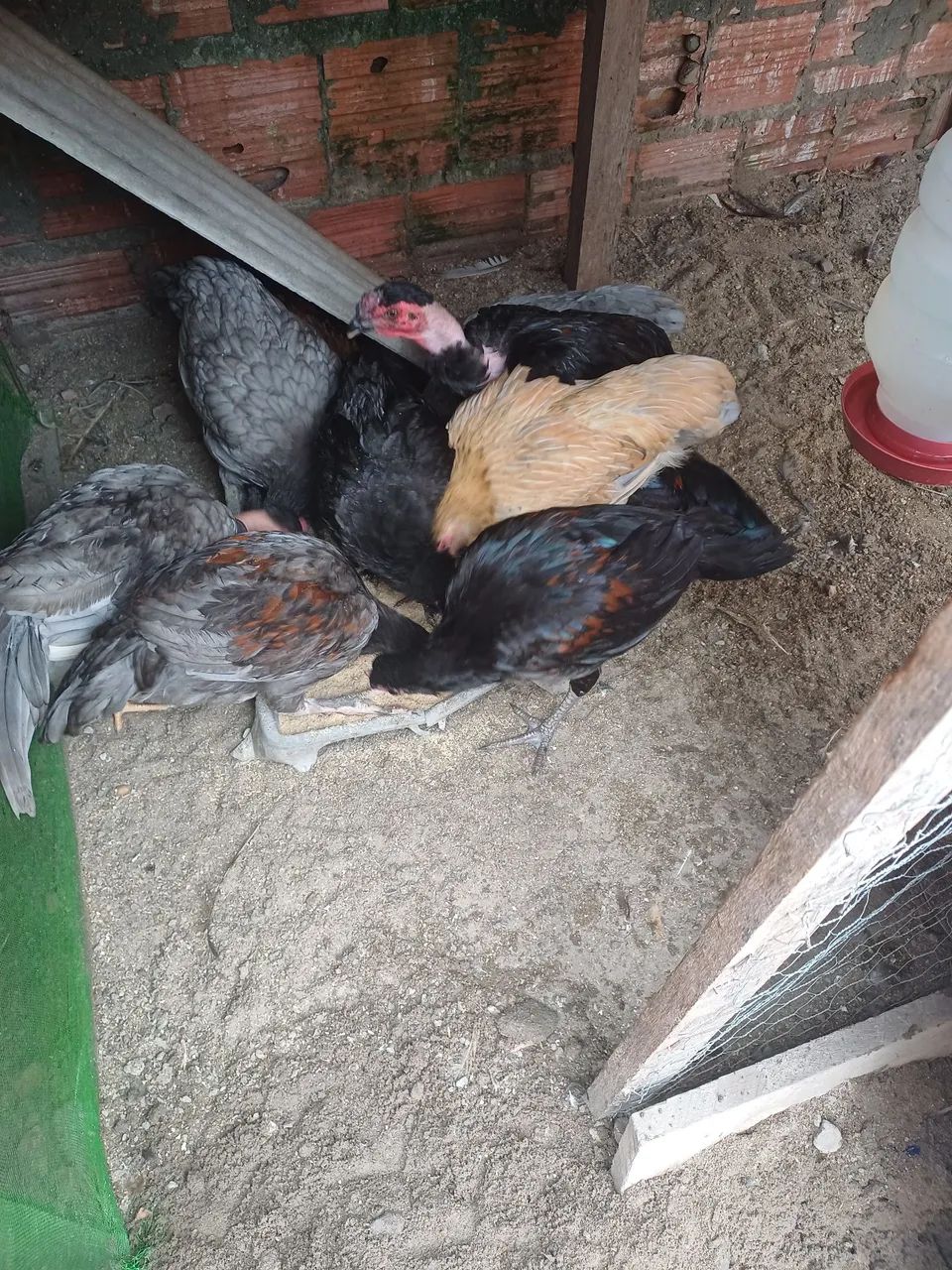 Galinhas - Foto 2