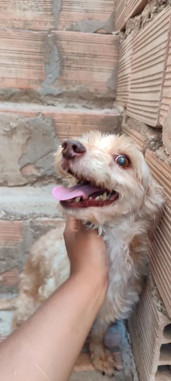 Doação de cachorro  - Foto 5
