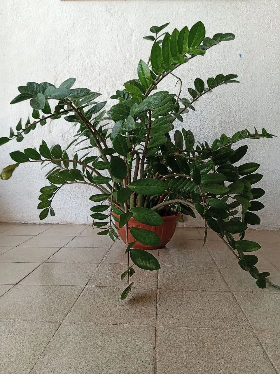 Zamioculca grande 