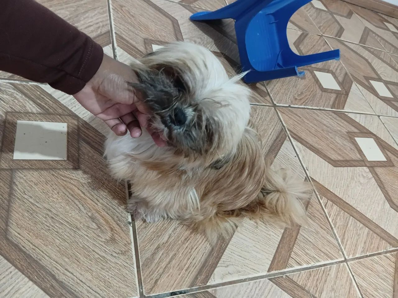 Lhasa Apso - Foto 3