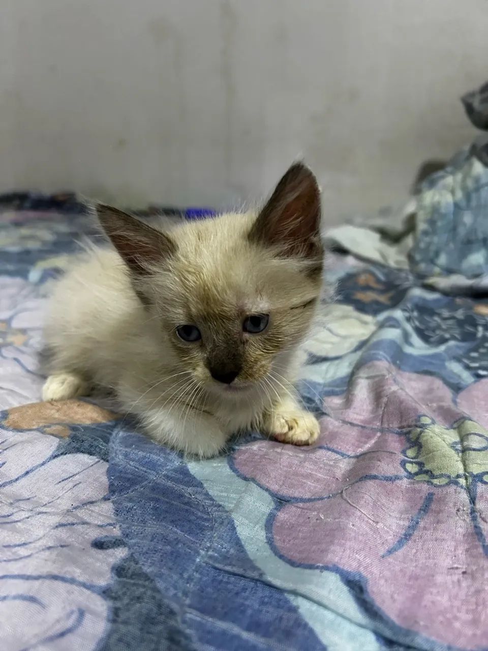 Doação de gatinhos - Foto 4
