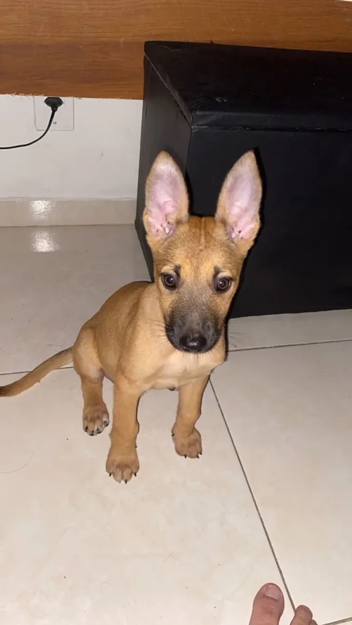 Doação de cachorra 