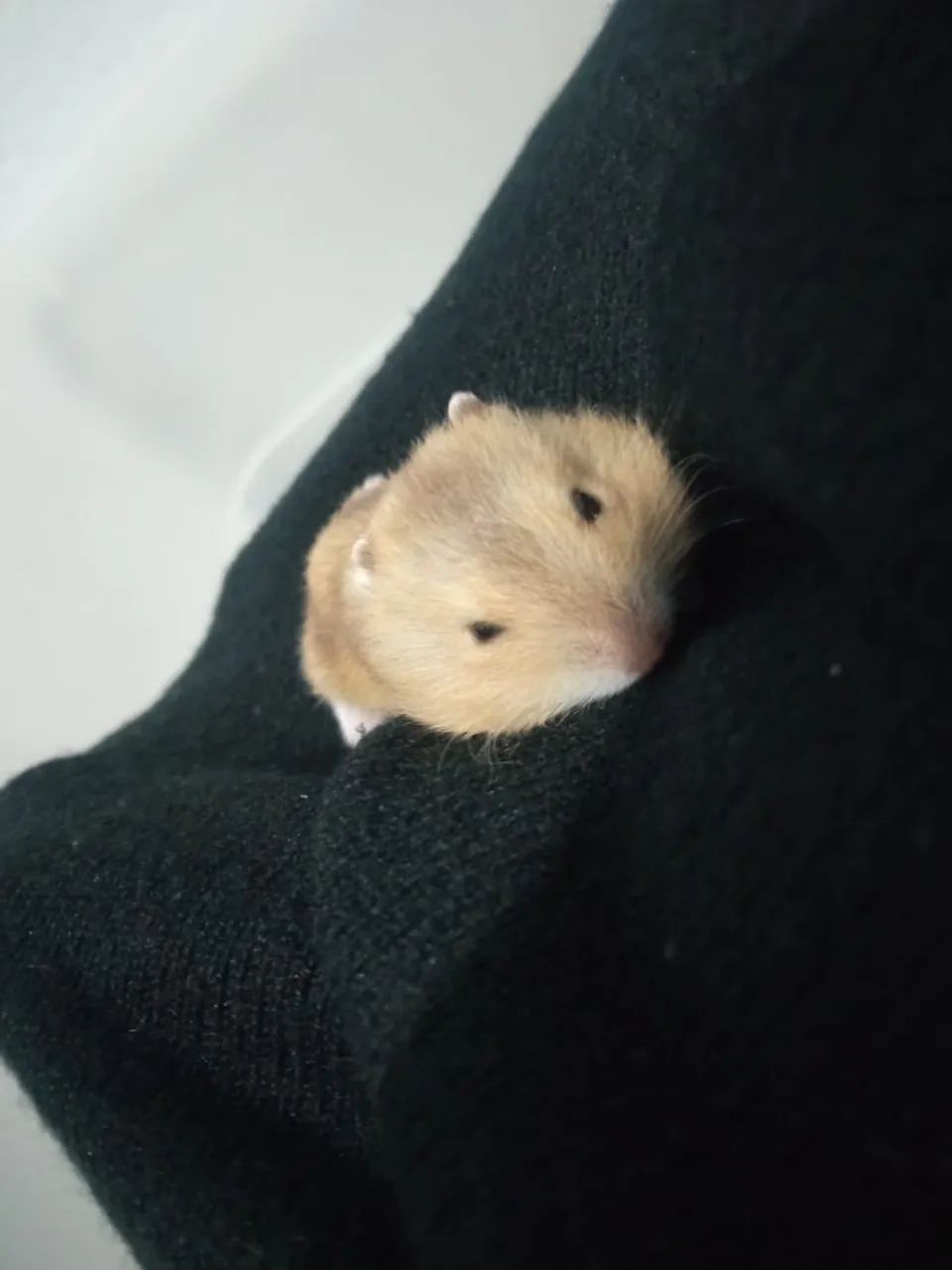 Hamister  - Foto 3