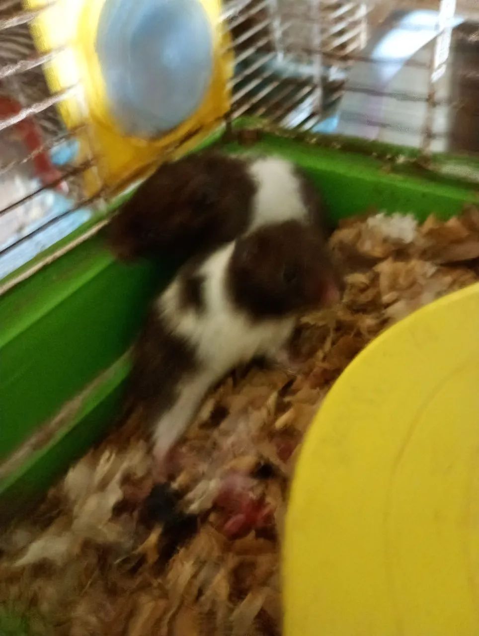 Hamsters sírios  - Foto 2