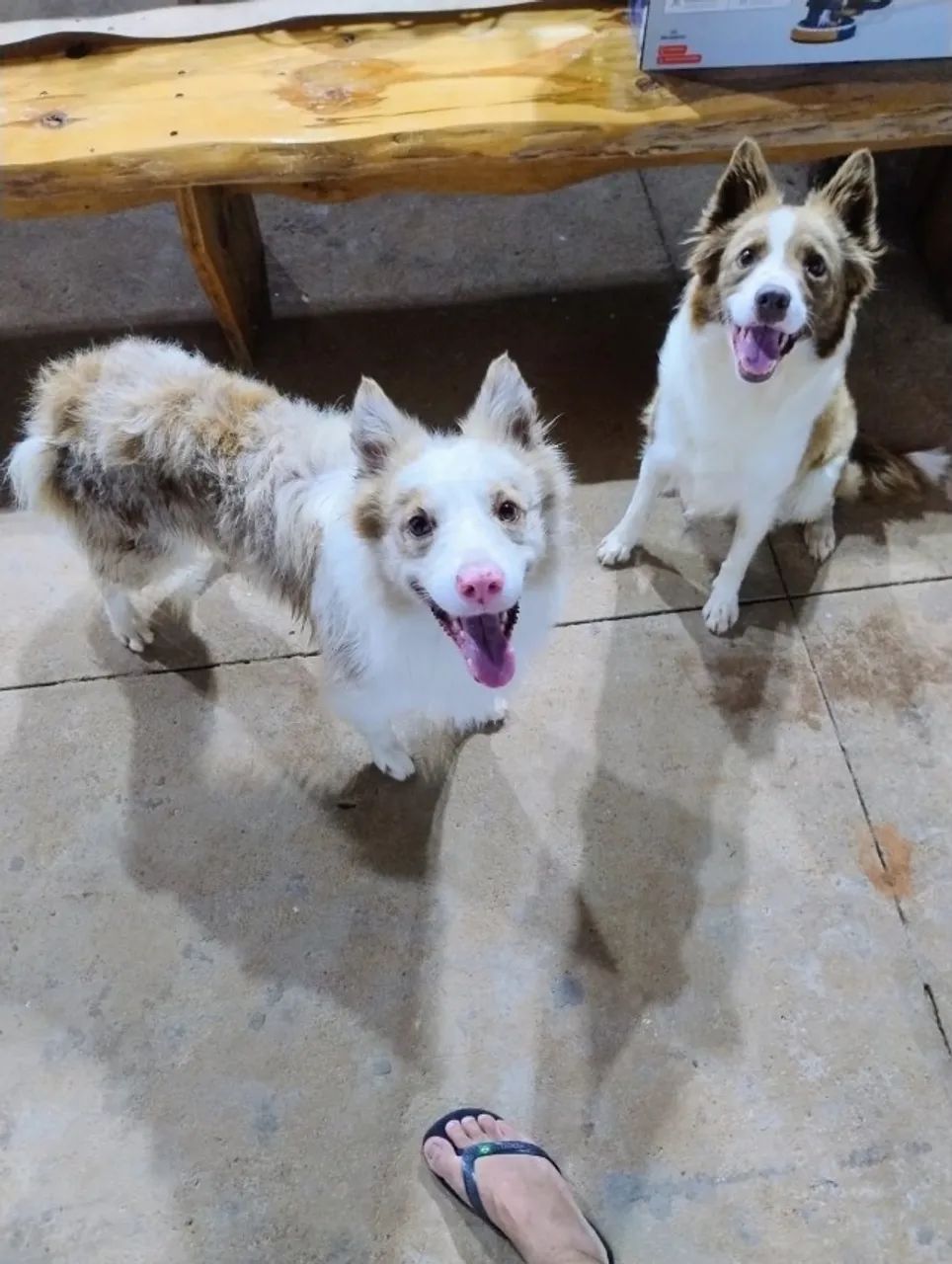 Filhotes de border Collie  - Foto 3