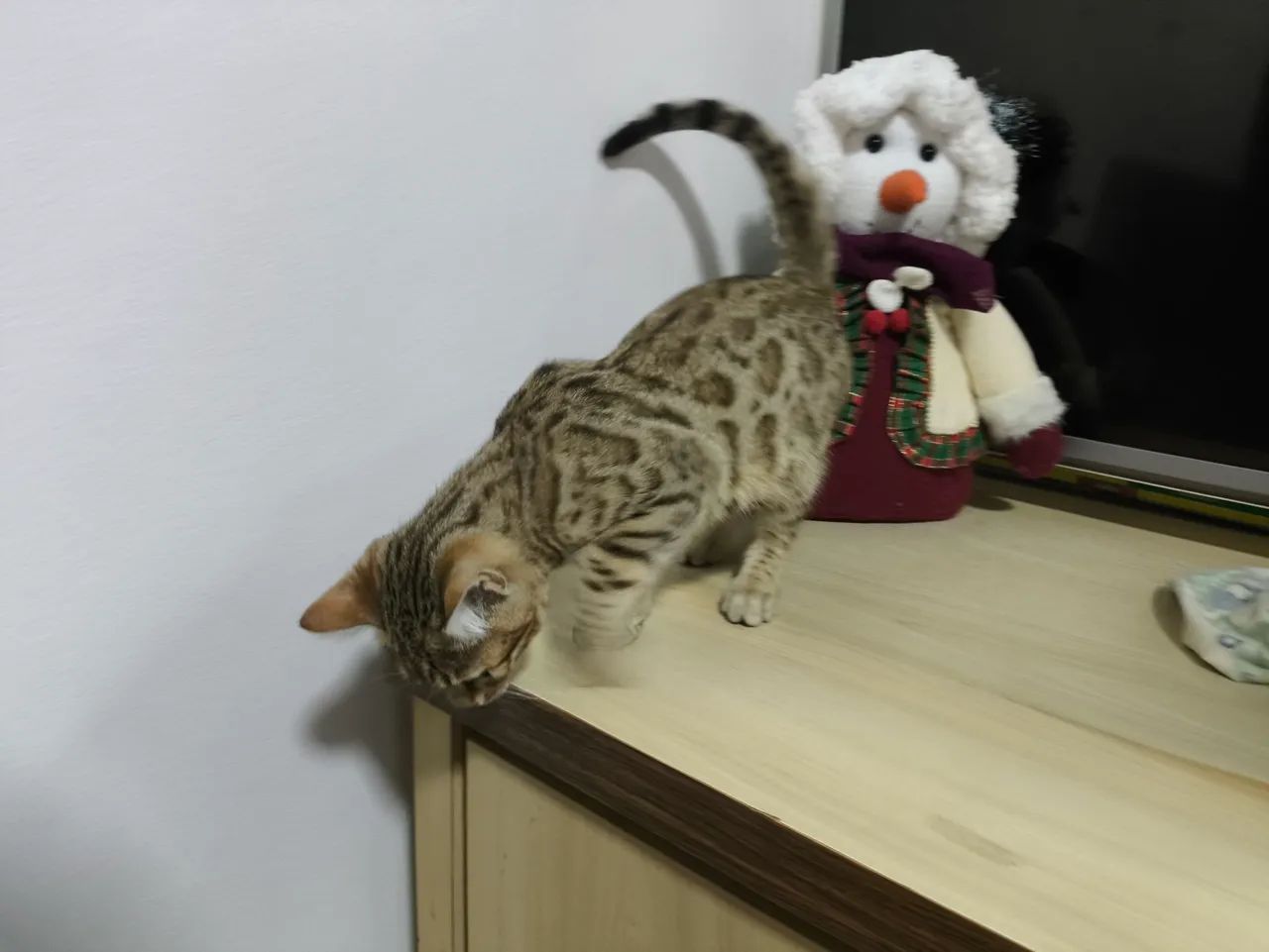 Gato bengal com pedigree  - Foto 4