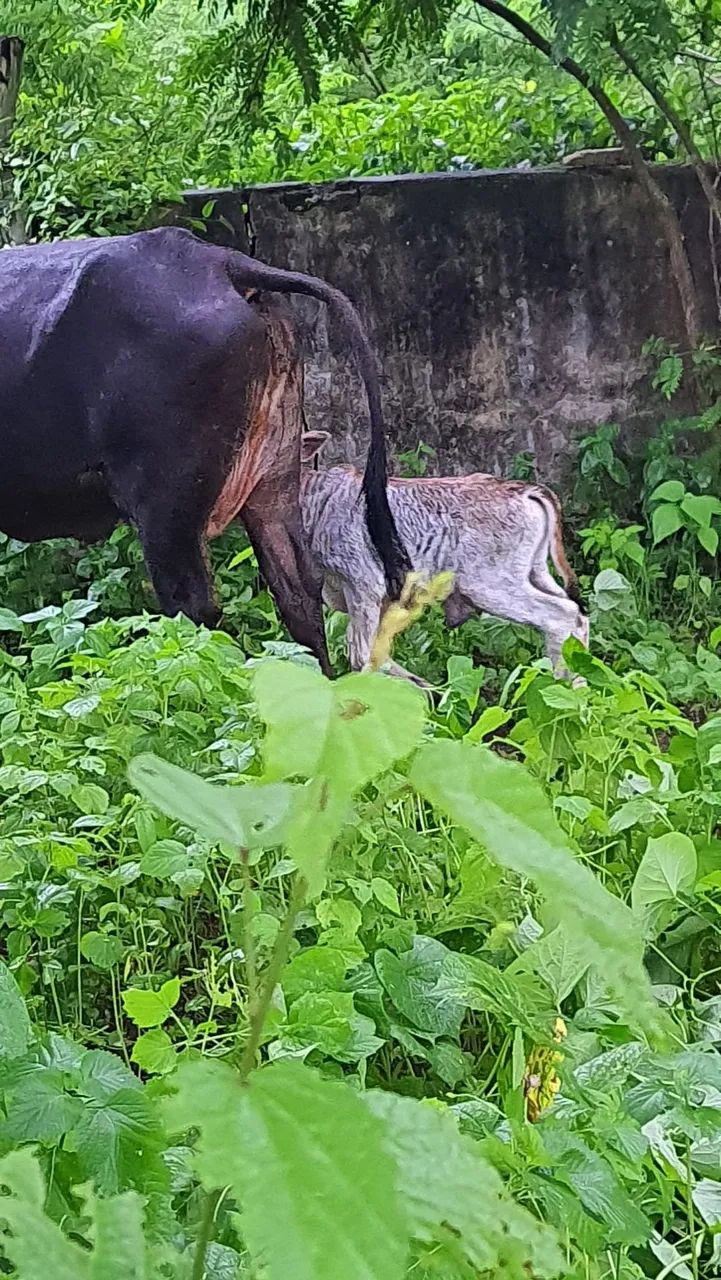 Fazenda a venda em Araruna - Foto 3