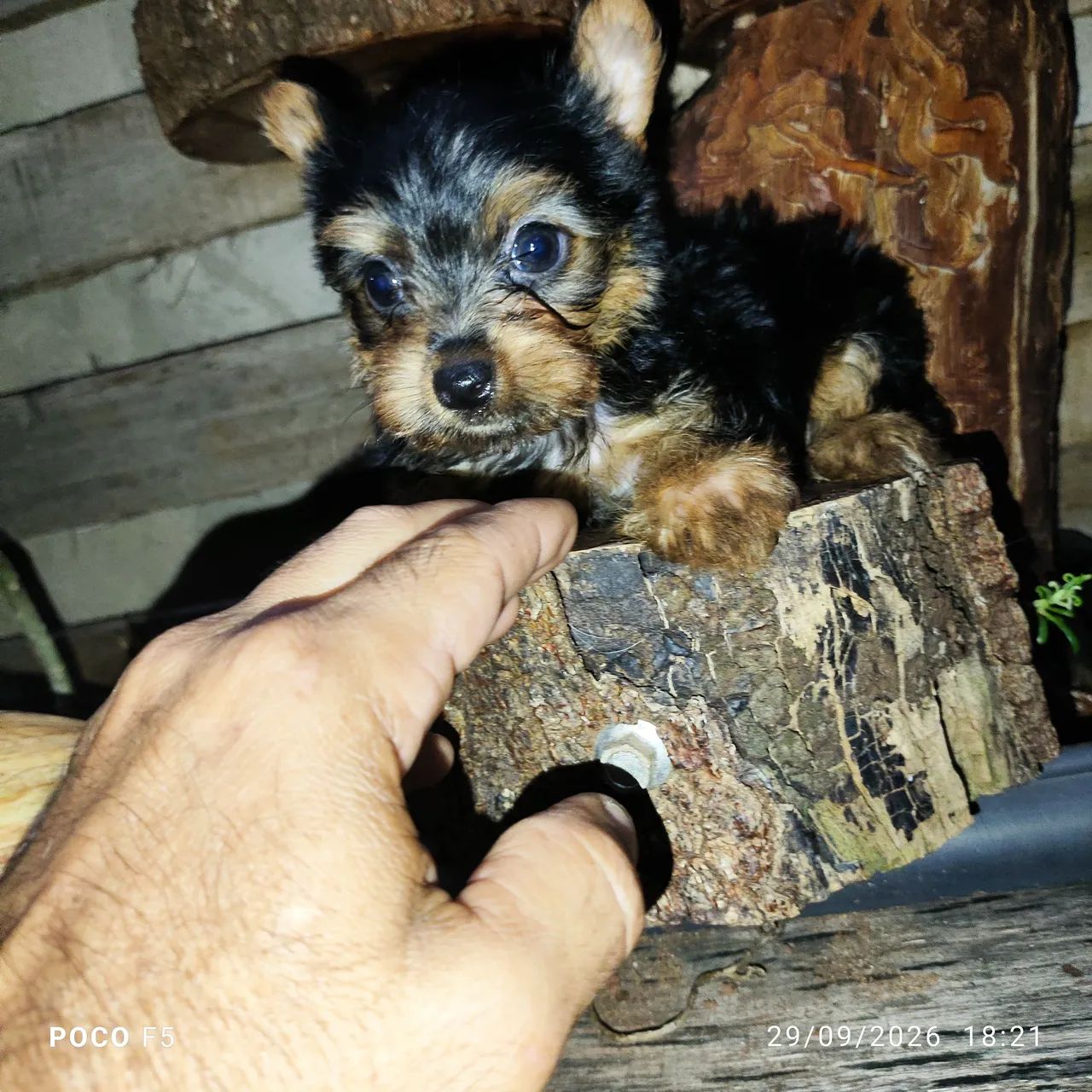Yorkshire terrier - Foto 4