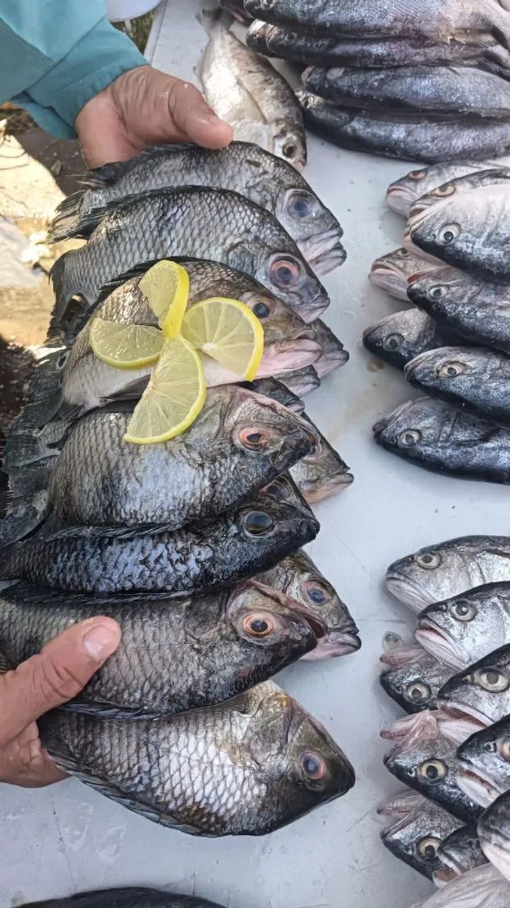 Vendas de Peixe ? - Foto 4