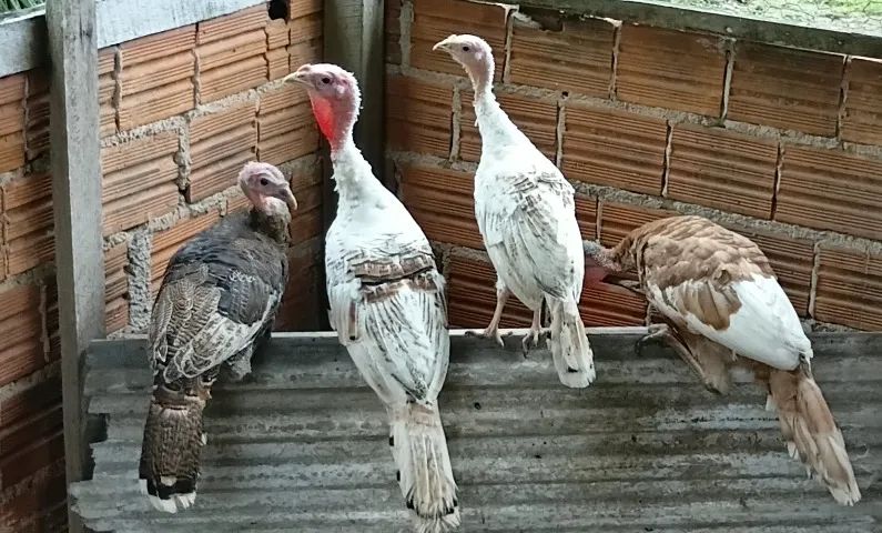 Perus Domésticos - Foto 2