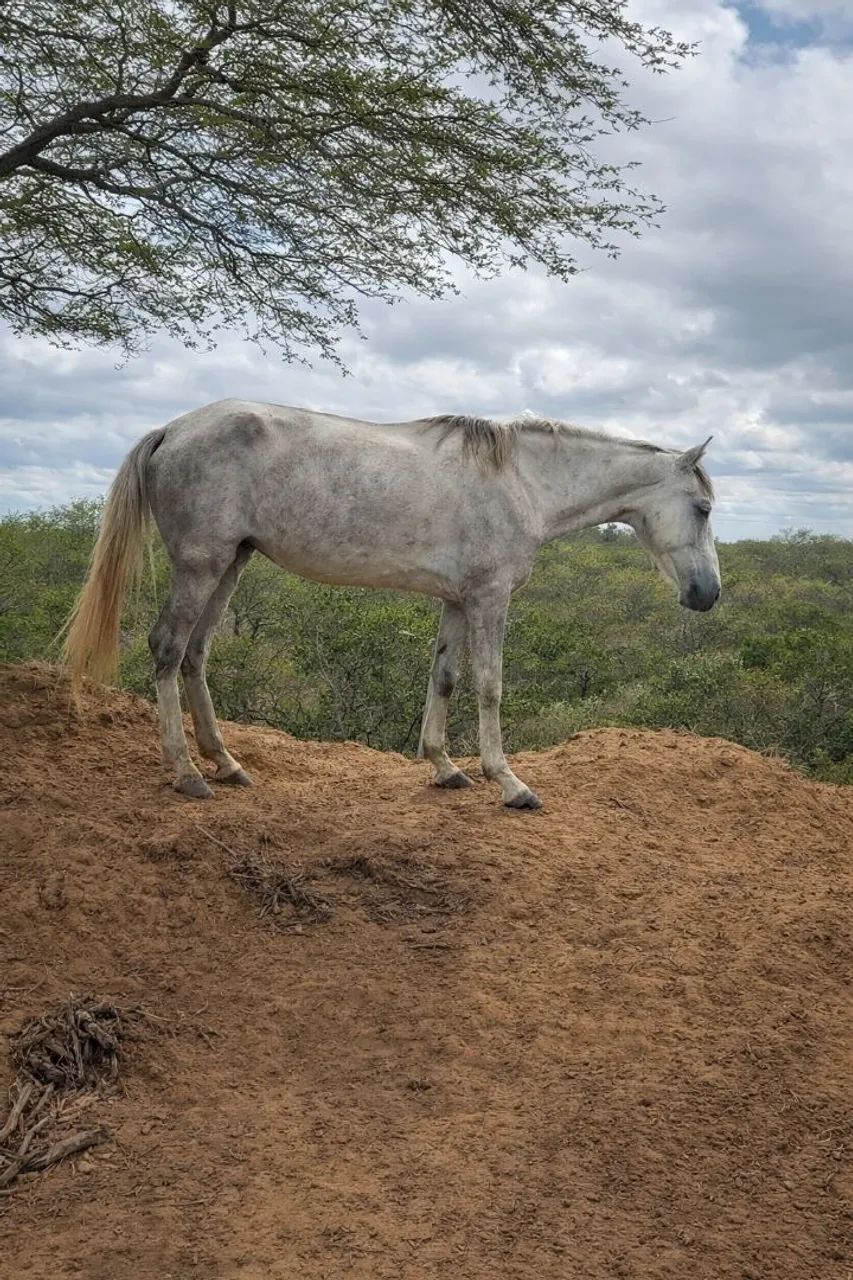 Égua cardan, bem conservada, forte bom para passear e trabalhar - Animais  para agropecuária - Pedro Avelino 1472751109 | OLX