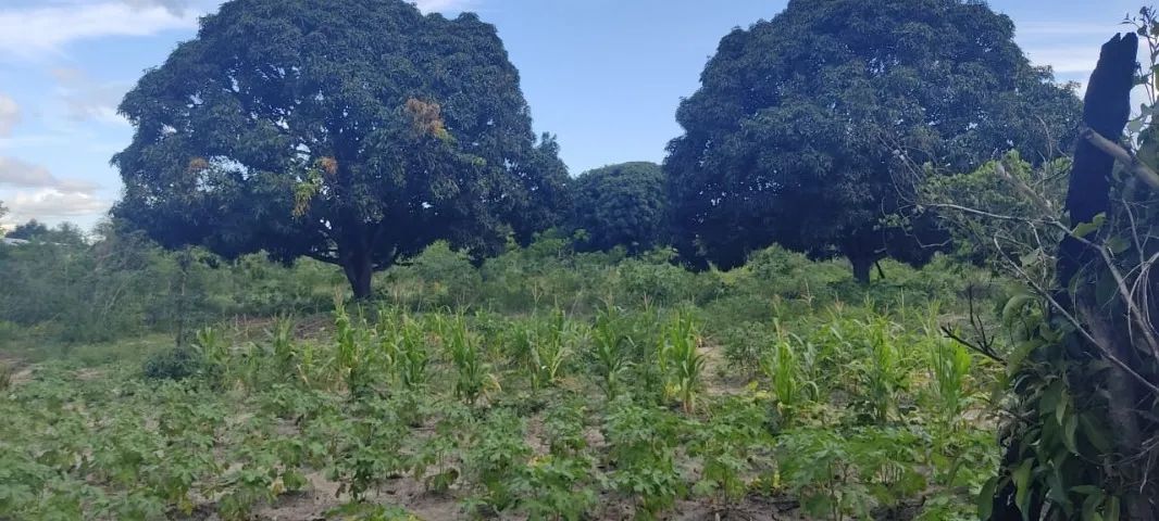 Vende-se um SÍTIO no bairro Juca Rosa - Foto 4