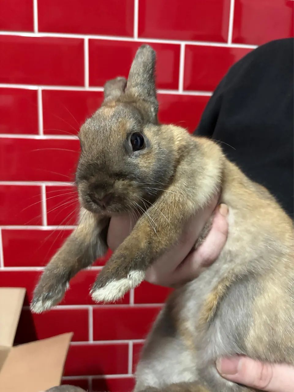 Doa-se Mini Coelho Fêmea