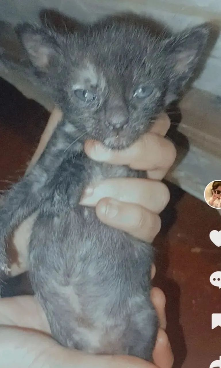 Gatinhos - Foto 3