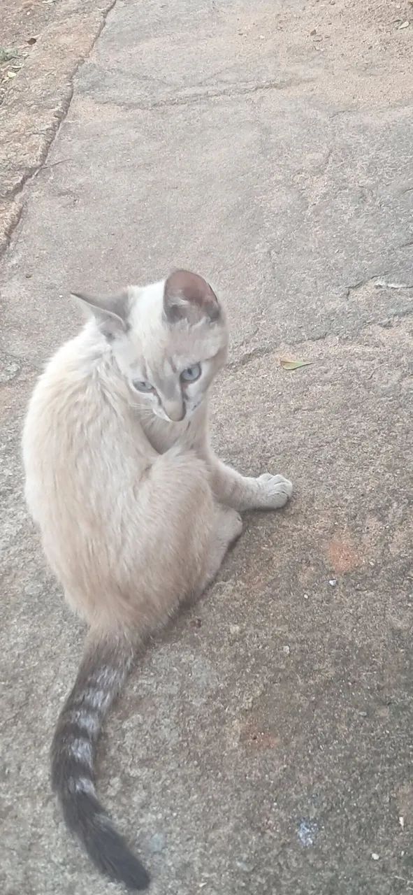 Doação gato - Foto 2