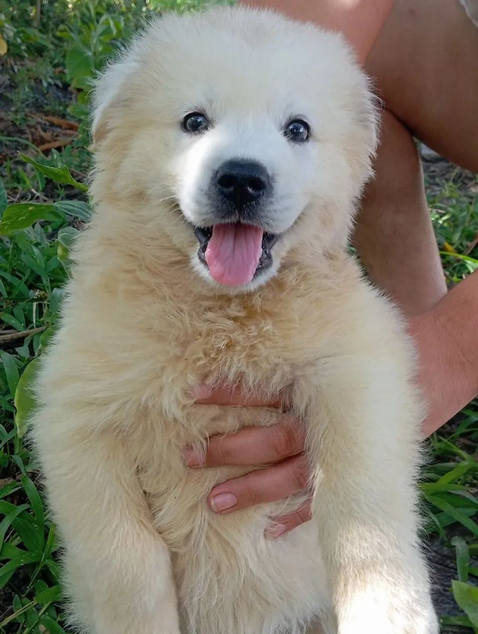 Filhotes de Husky siberiano  - Foto 2