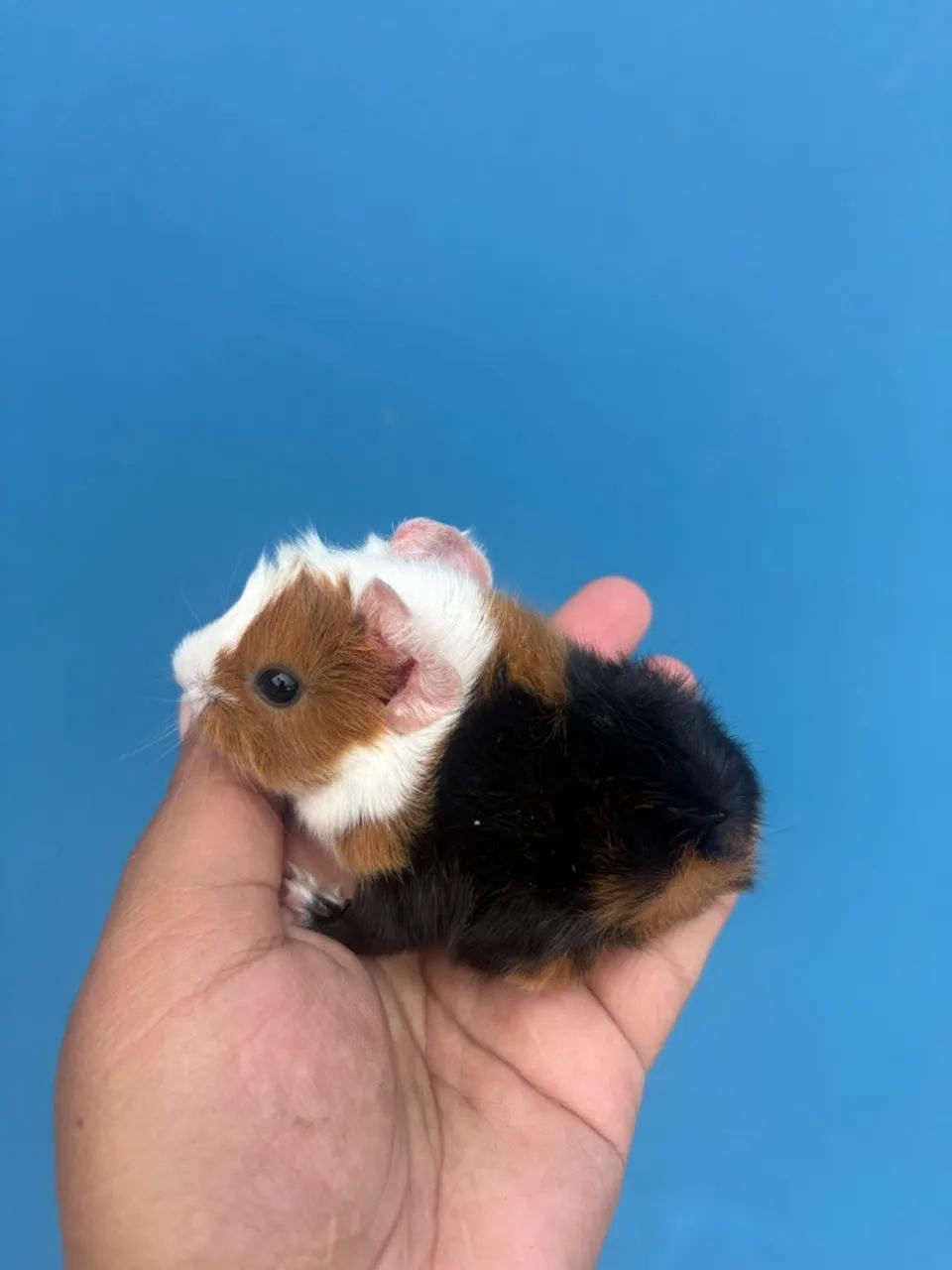 Porquinho da Índia - Macho - 15 dias - Raça Abissínio - Foto 5