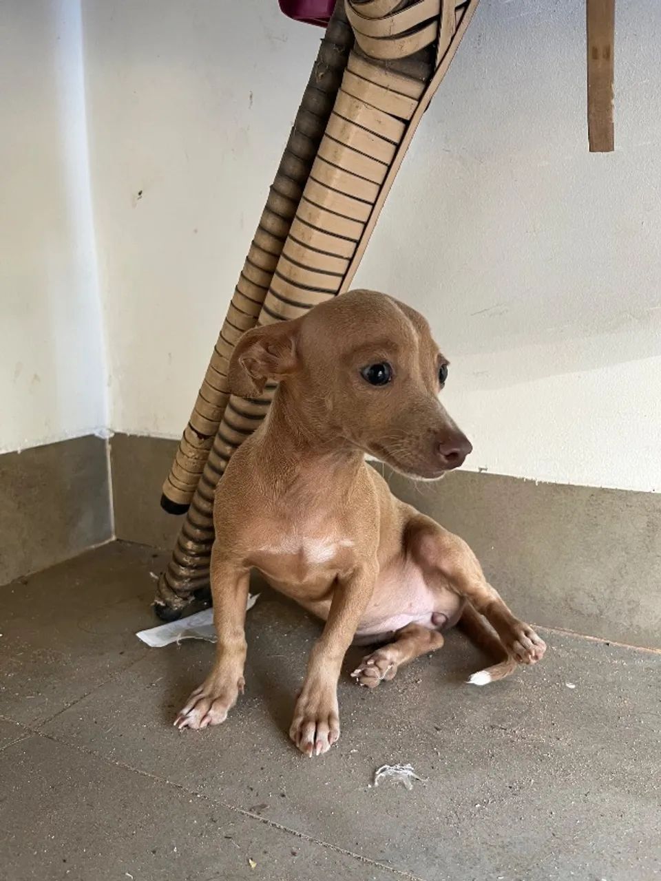 Filhote de pinscher - Foto 3