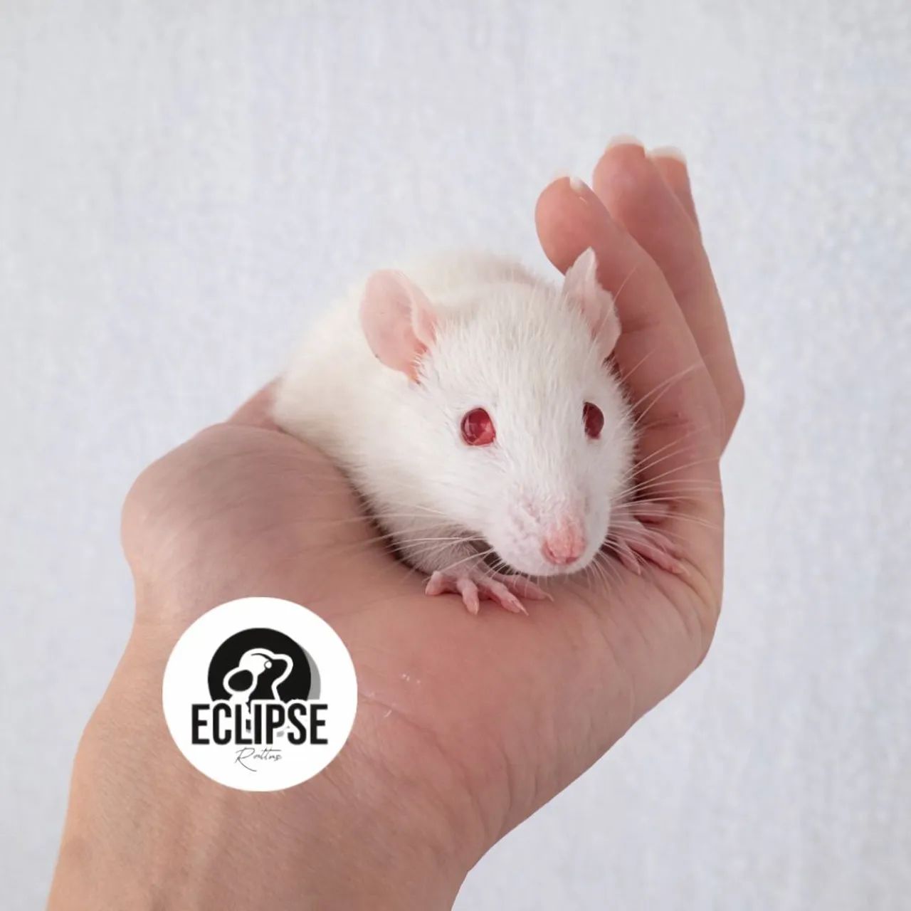 Ratos Twister Filhotes - Criados com Carinho