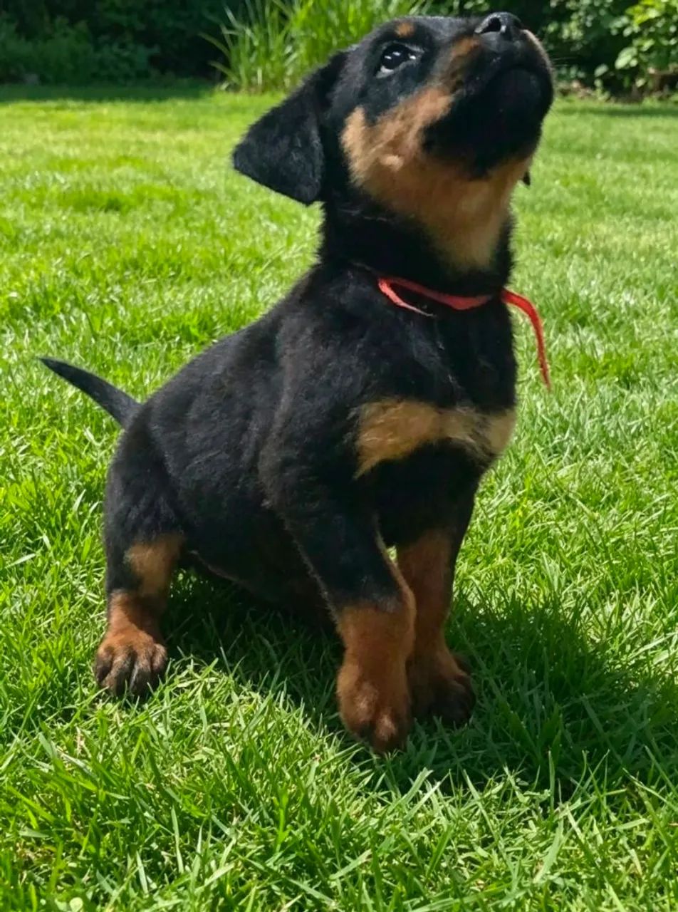 Filhotes de Rottweiler 