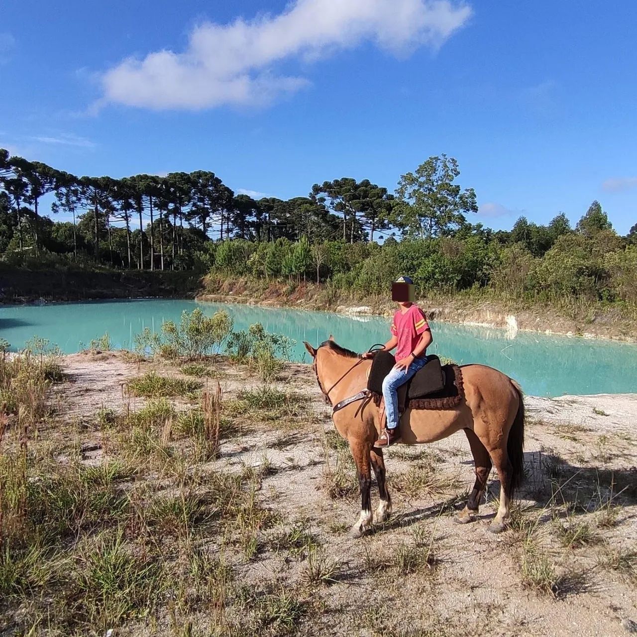 Cavalo Crioulo Documentado  - Foto 3