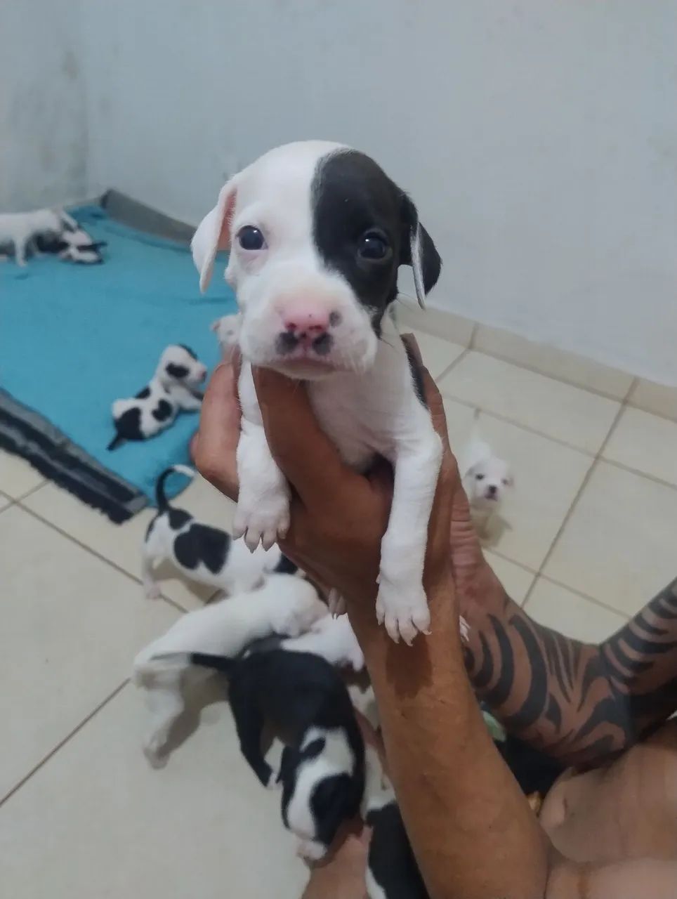 Filhotes de pitbull - Foto 4