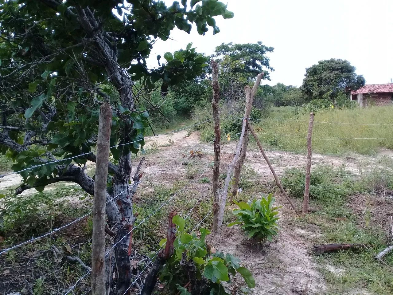 Terreno Itamaracá  - Foto 3