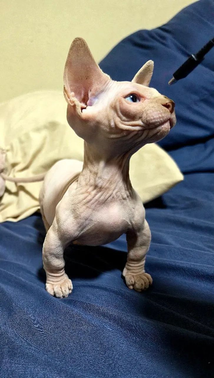Sphynx bambino 