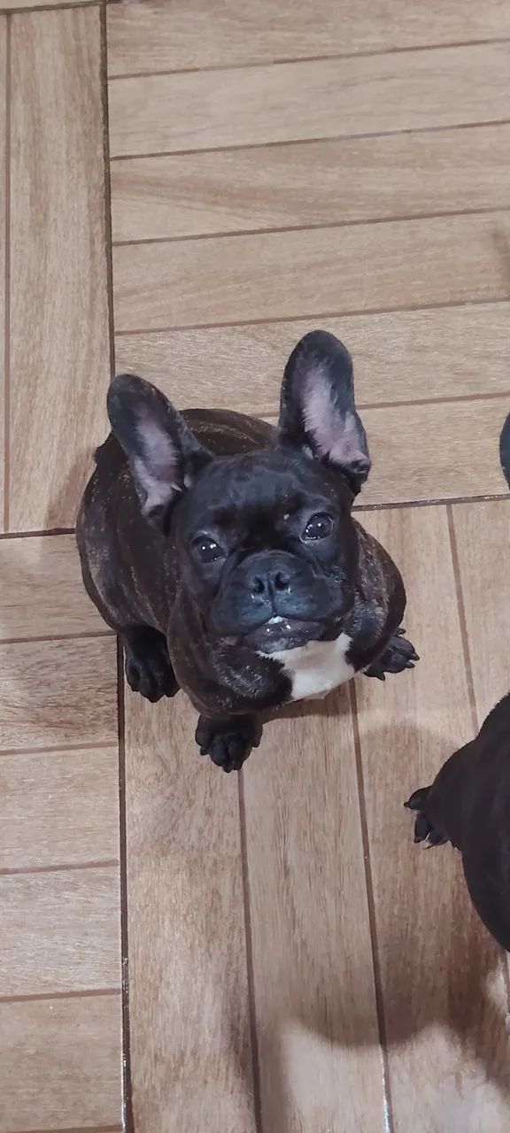 Bulldog Francês para reprodução - Foto 4
