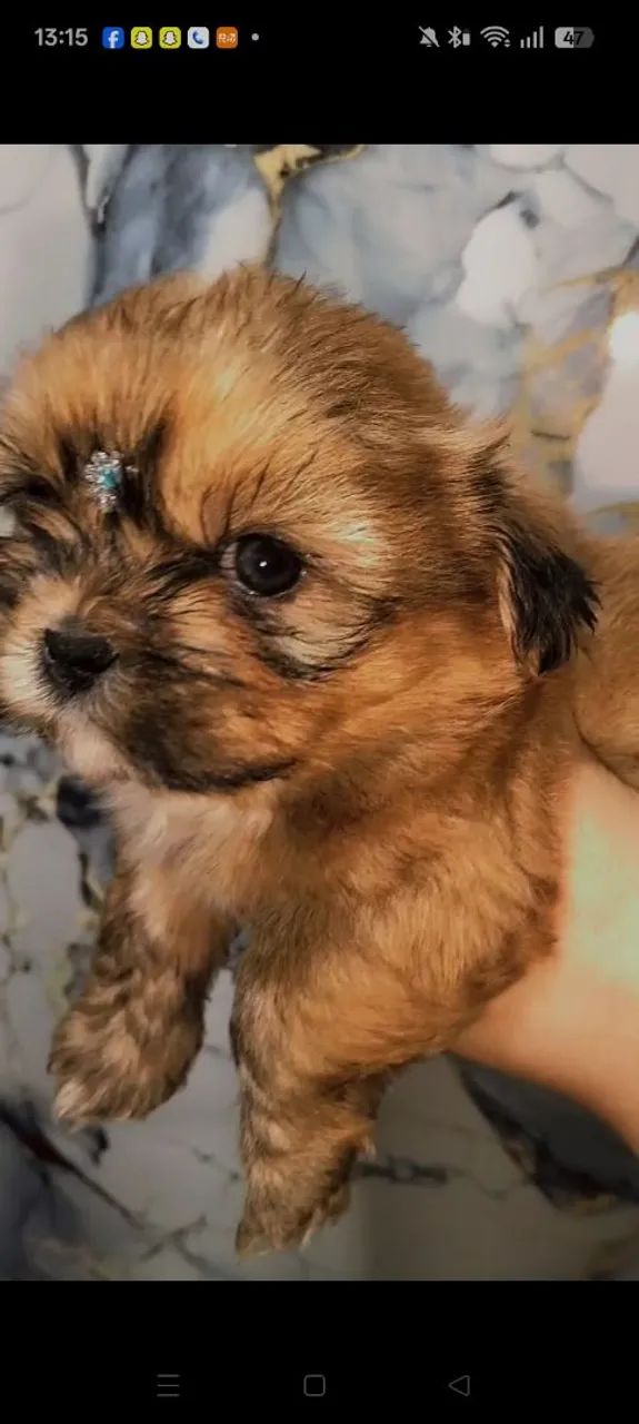 Shihtzu micro macho linhagem chocolate  - Foto 2