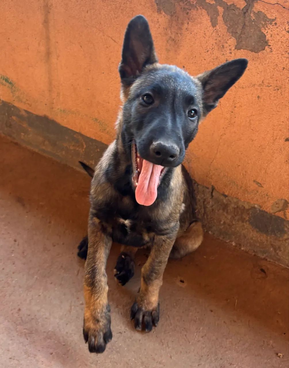 Pastor Belga Malinois  - Foto 3