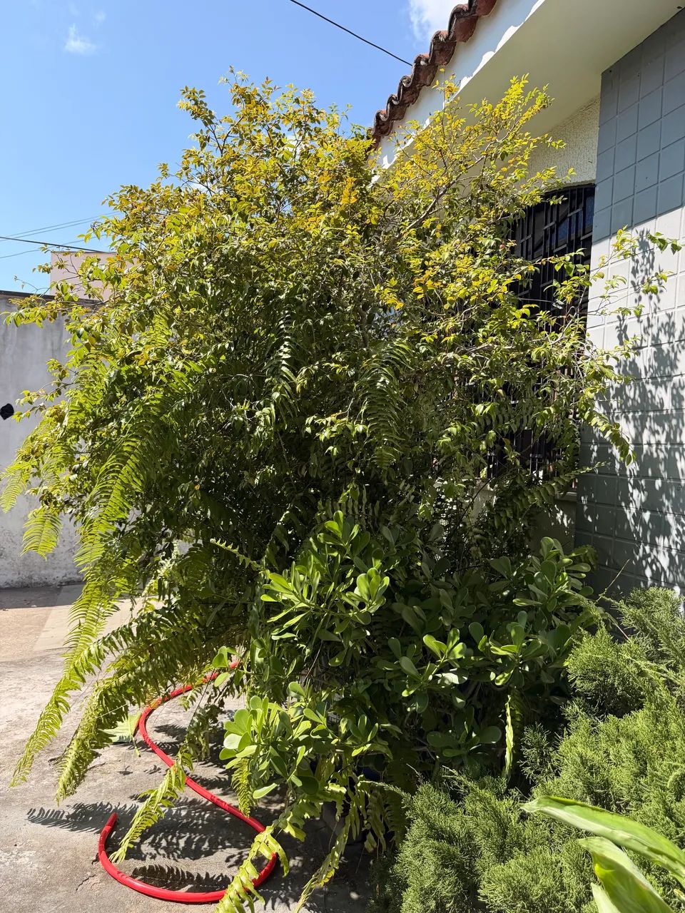 Jabuticaba Sabará  - Foto 2