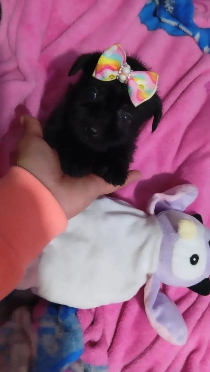 Feminhas mini lindas pequenos com shitzu - Foto 5