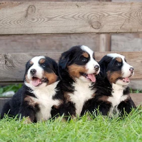 Bernese Mountain Machos e Femeas