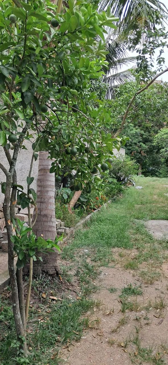 Sitio em Maria Paula- Niterói  - Foto 10