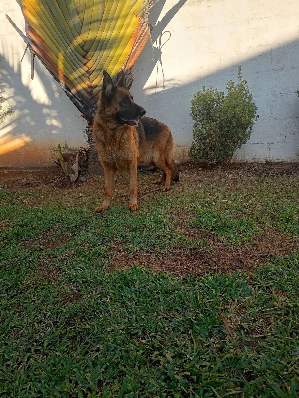 Pastor alemão 