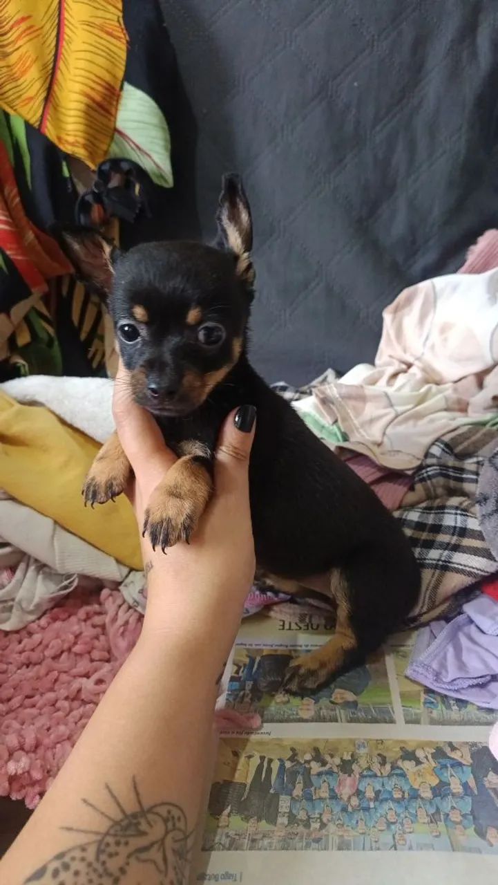 Pinscher fêmea e macho  - Foto 2