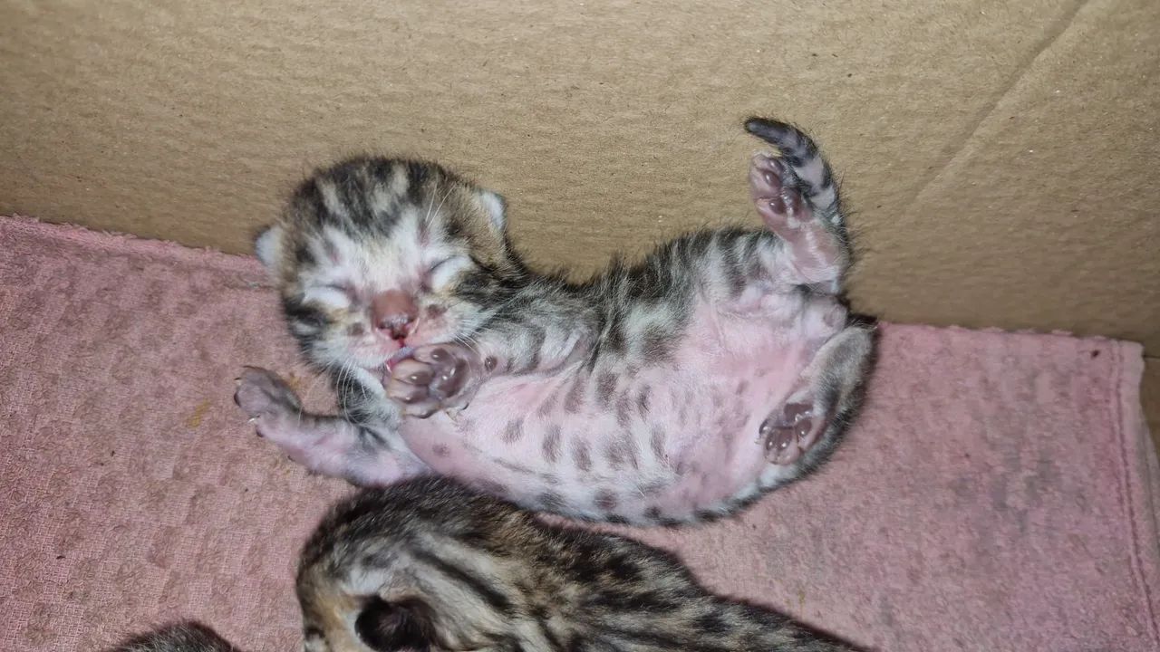 Bengal 