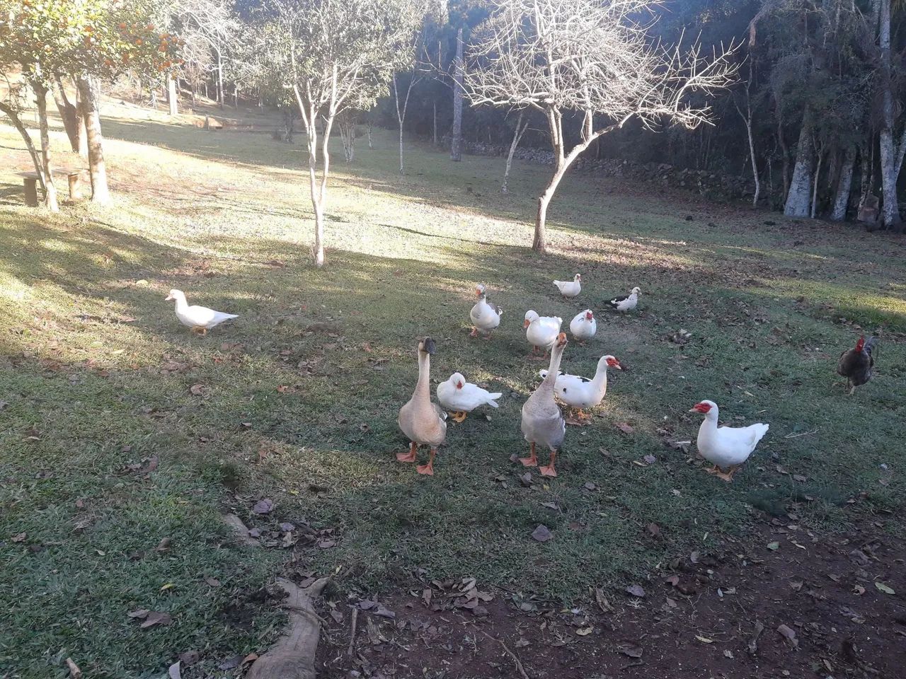 Gansos - Foto 5