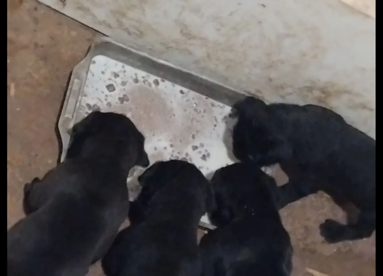 Filhotes de Cane Corso 