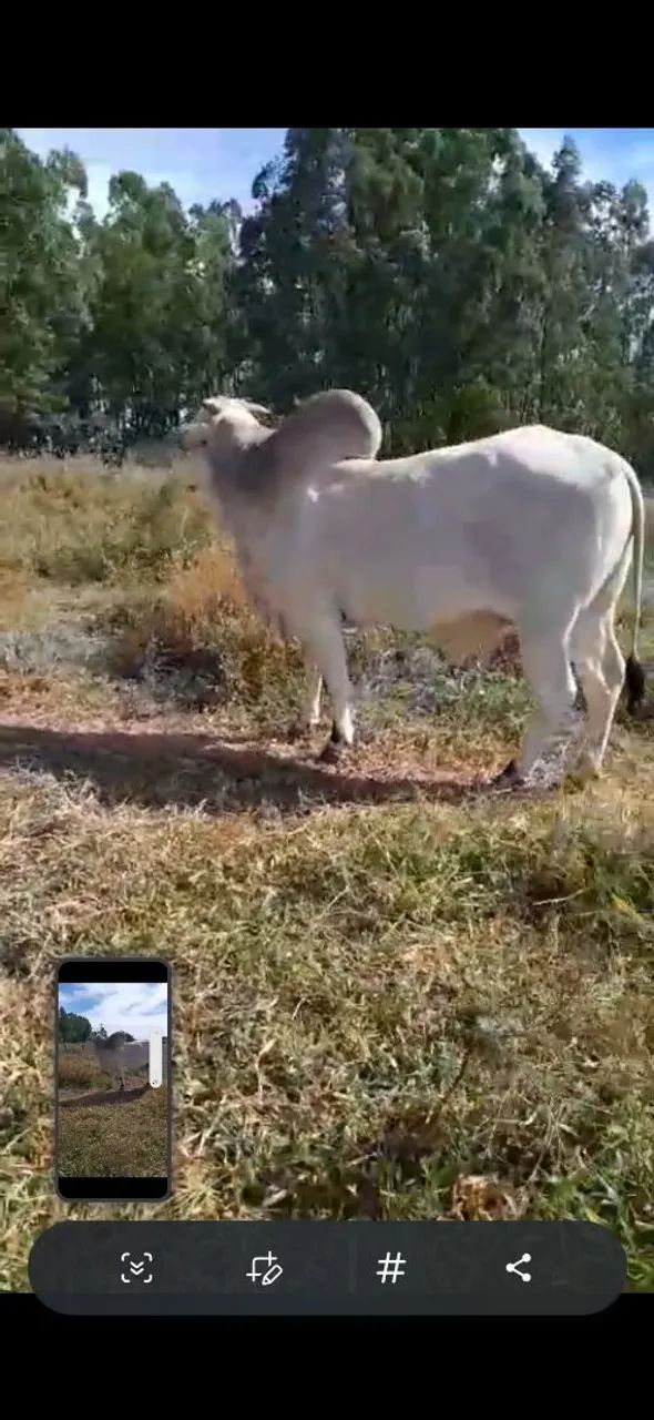 Nelore / gado / boi / bezerro - Foto 4