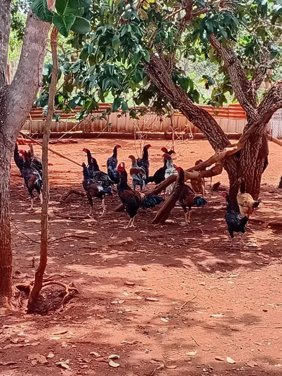 Frango Caipira  - Foto 5