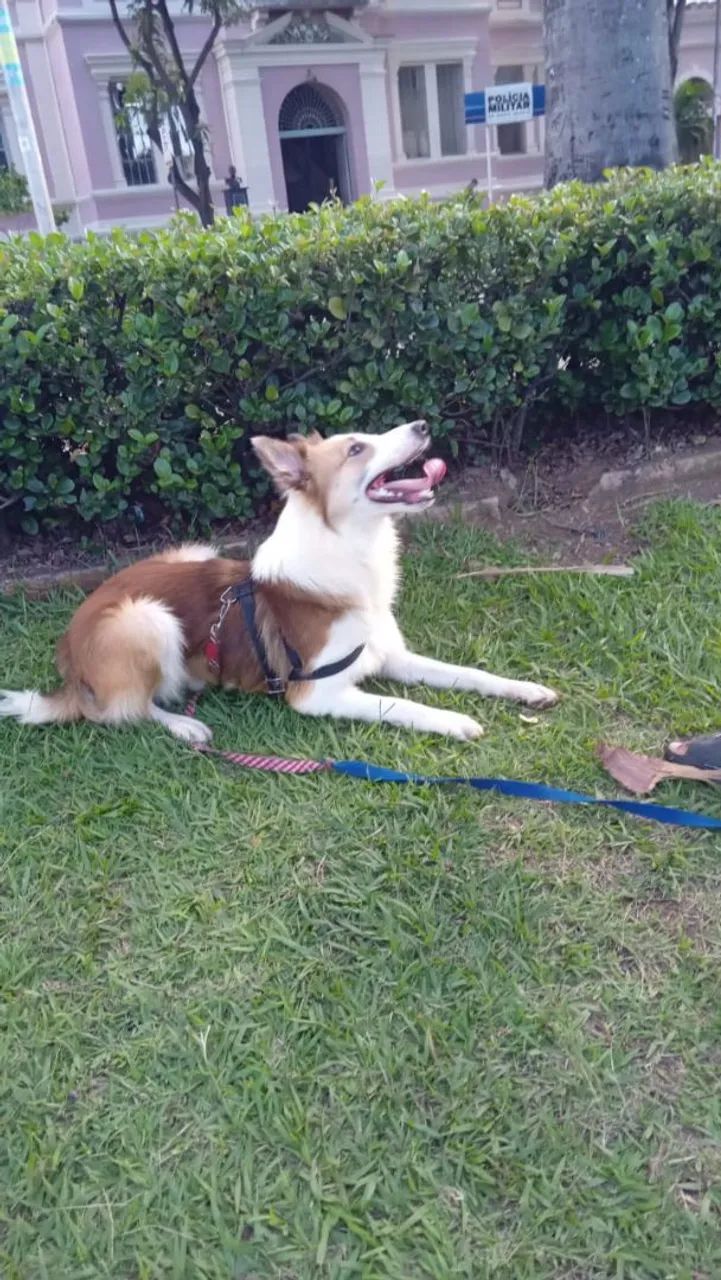 Boder collie com pedigree 